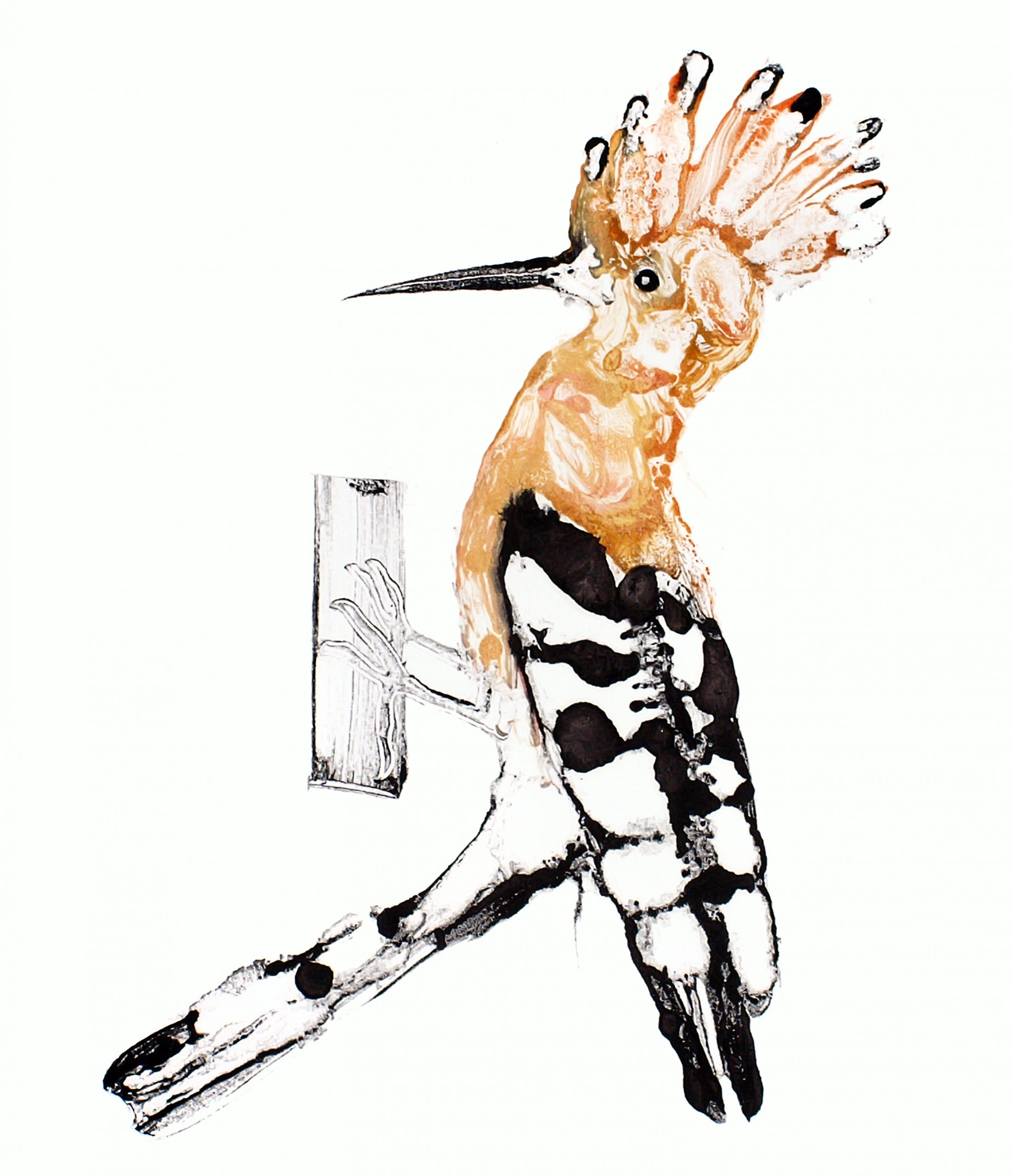 Hoopoe